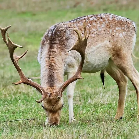 Lovely Tiny House 잔드보르트